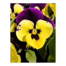 Pansy posters