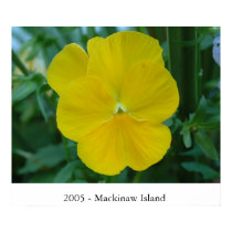 Pansy posters