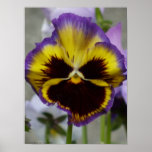 Pansy poster