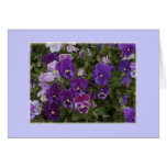 pansy purple greeting card