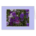 pansy purple cards