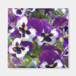 Pansy Square Magnet