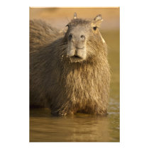 Pantanal, Brazil, Capybara, Hydrochoerus