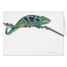 Panther Chameleon Nosy Be (Furcifer pardalis) Greeting Cards