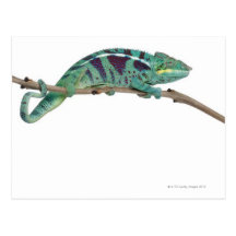 Panther Chameleon Nosy Be (Furcifer pardalis) Post Card