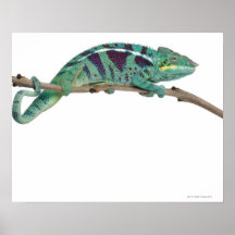 Panther Chameleon Nosy Be (Furcifer pardalis) Posters