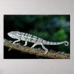 panther chameleon poster