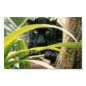 panther posters by xena123456 panther posters