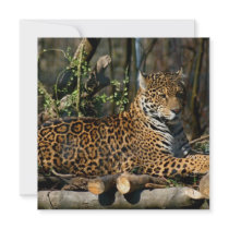Panthera Jaguar Invitations