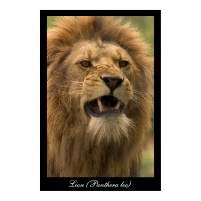 Panthera leo. Lion. Poster by cARTerART by cARTerART