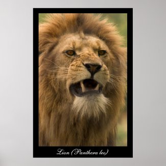 Panthera leo. Lion. Poster by cARTerART print