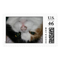Panya postage