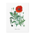 Papaver rhoeas postcards