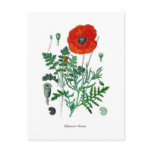 Papaver rhoeas post card