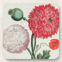 Papaver somniferum and Papaver rheas engraved by G Beverage Coasters