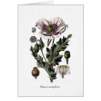 Papaver somniferum cards by Botany_Boy Papaver somniferum cards