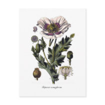 Papaver somniferum postcards by Botany_Boy Papaver somniferum postcards