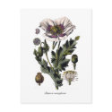Papaver somniferum postcards