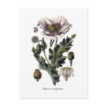 Papaver somniferum postcards