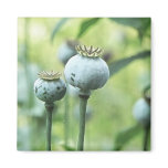 Papaver Somniferum Seed Heads magnets