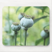 Papaver Somniferum Seed Heads Mouse Pad