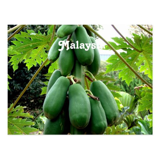 Papaya paper coupons