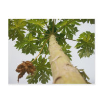 Papaya Tree, Nigeria postcards