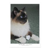 "PAPER CATCHER" Print\Poster by RavenSpiritPrints "PAPER CATCHER" Print\Poster