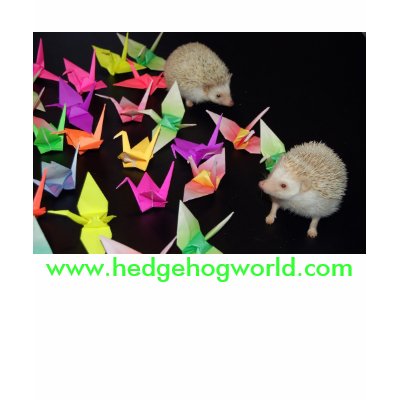 Paper crane hedgehogs shirt by hedgehogworld