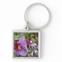 Paper Kite Butterflies (Idea leuconoe) on Keychains