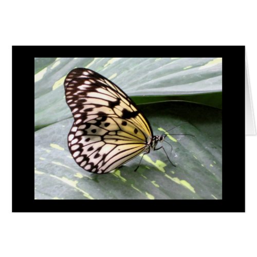 Paper Kite Tropical Butterfly card