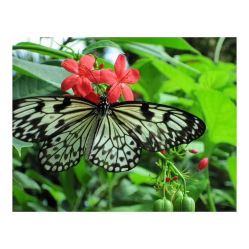 Paper Kite Tropical Butterfly print