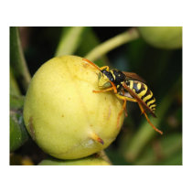 Paper Wasp posters