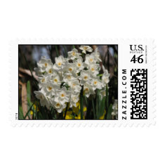 Paper White Narcissus stamp