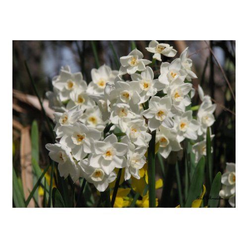 Paper White Narcissus print