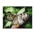 Paperkite Butterfly postcard