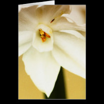 Paperwhite cards