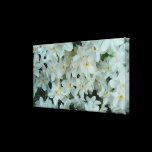 Paperwhite Narcissus Canvas Print