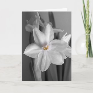 Paperwhite Narcissus Easter Card Template