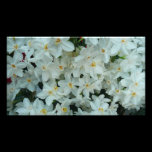 Paperwhite Narcissus Photo Print