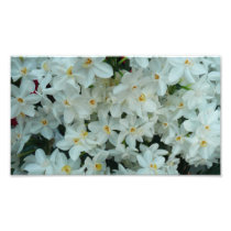 Paperwhite Narcissus Photo Print