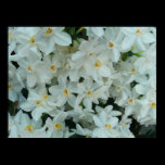 Paperwhite Narcissus Print