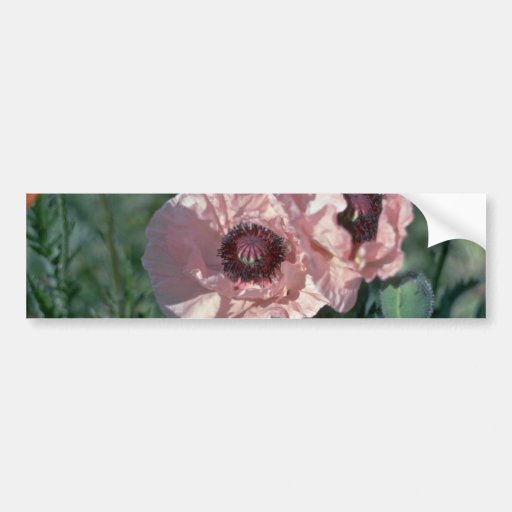Papery Baby Pink Bumper Stickers