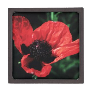 Papery Red Poppy Premium Gift Boxes