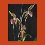 orchids, flora, flowers