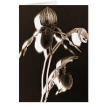 Paphiopedilum Cards