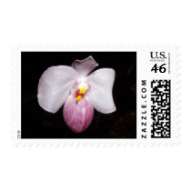 Paphiopedilum delenatii postage by Glaucidium Paphiopedilum delenatii postage