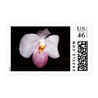 Paphiopedilum delenatii stamp by Glaucidium