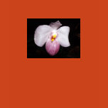 orchid species
