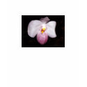 Paphiopedilum delenatii t-shirts